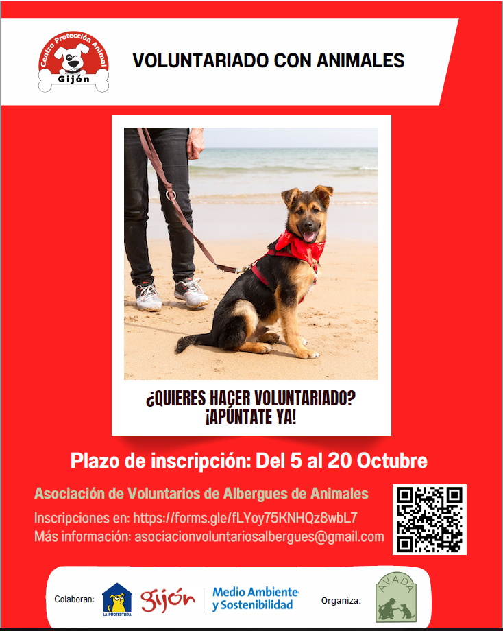 Cartel voluntariado con un perro en la playa