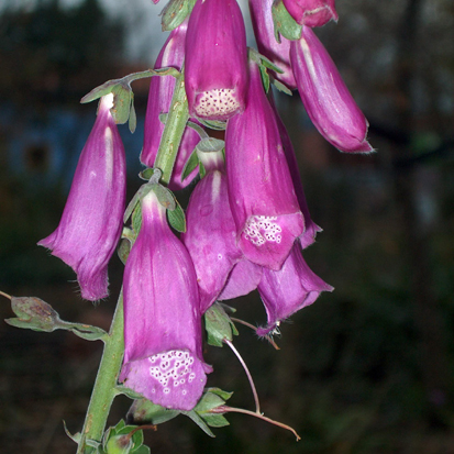 digitalis JBA