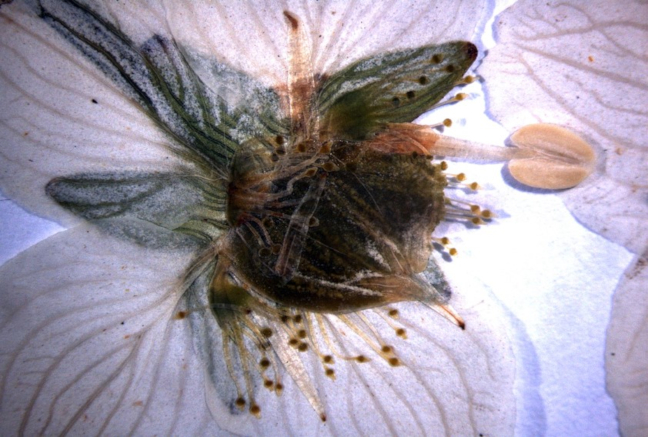 JBAG Herbarium