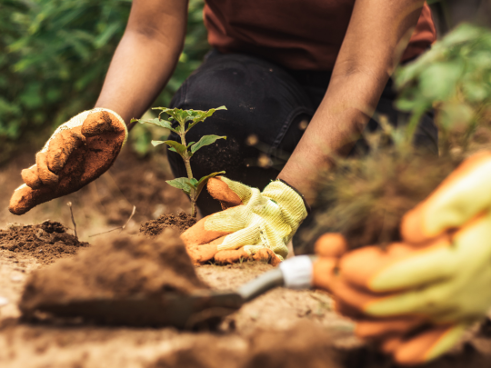 Plantando un árbol