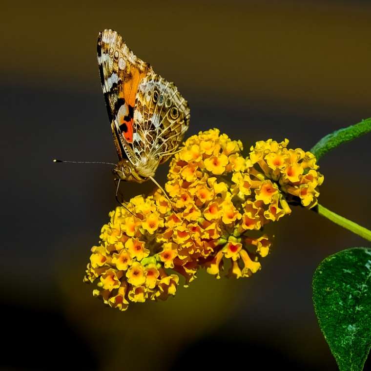 Mariposa posada en una flor.