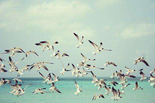 Gaviotas