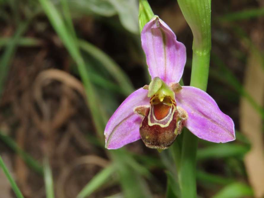 Orquídea