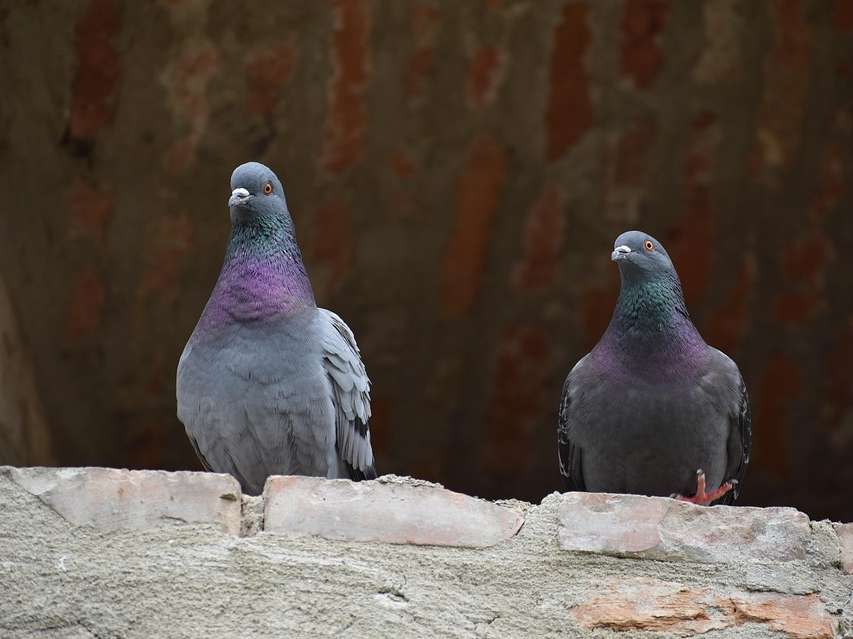 Palomas