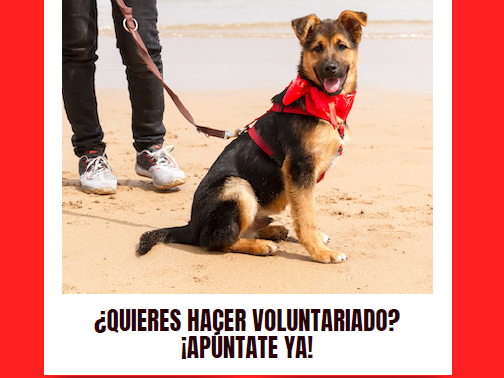 Cartel Voluntariado con un perro en la playa