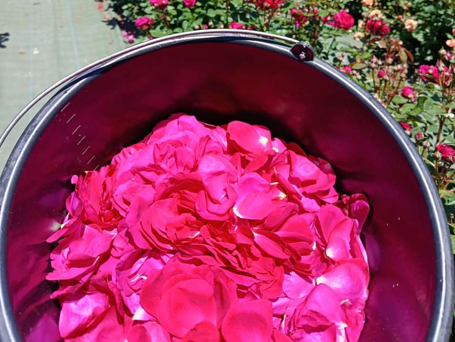 Rosas flor del agua JBA