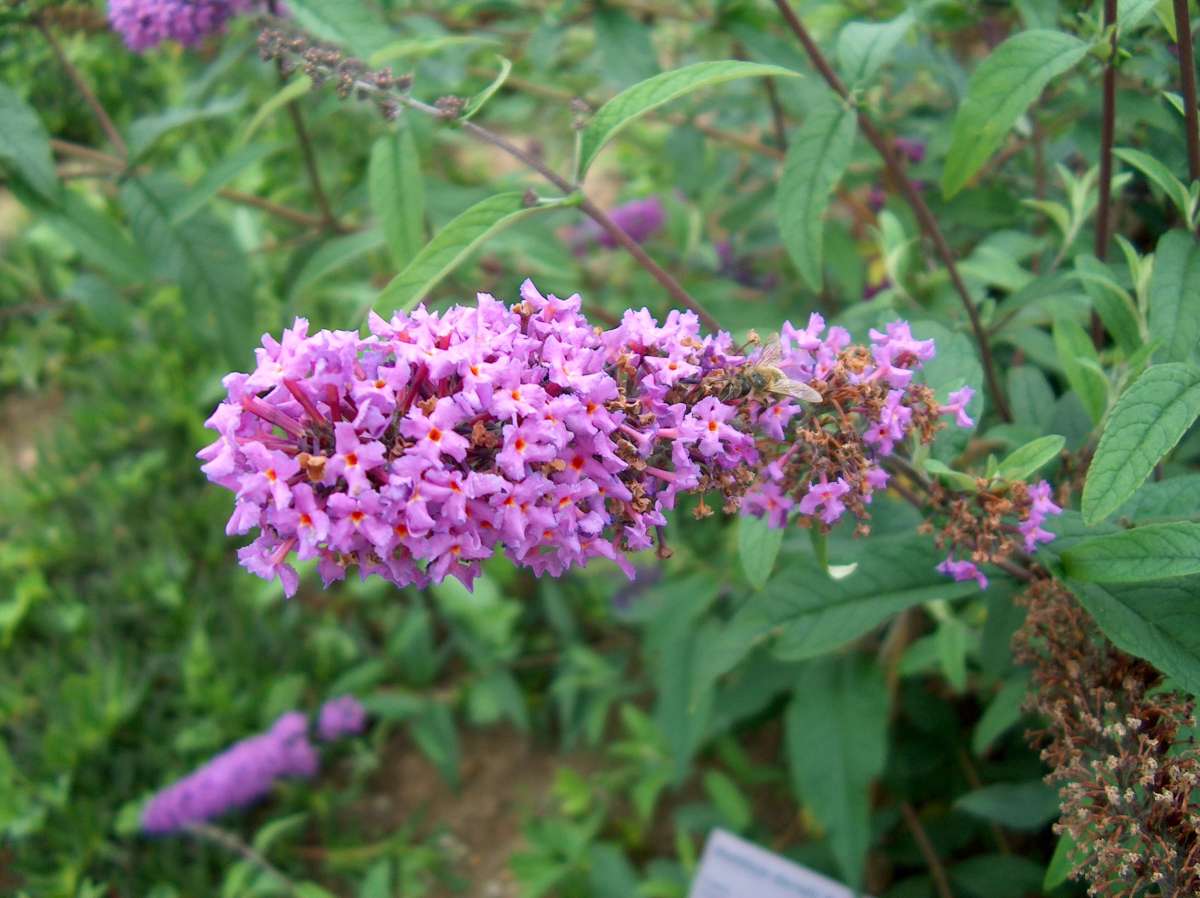 jardin