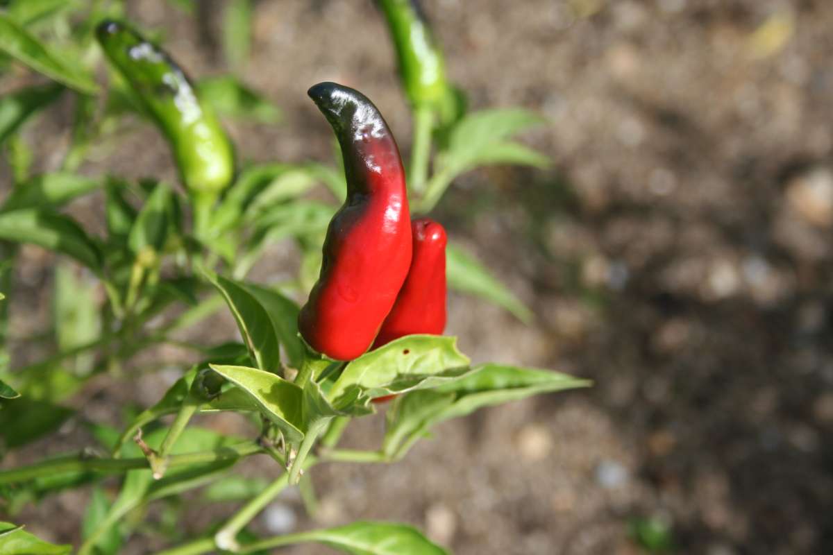 jardin