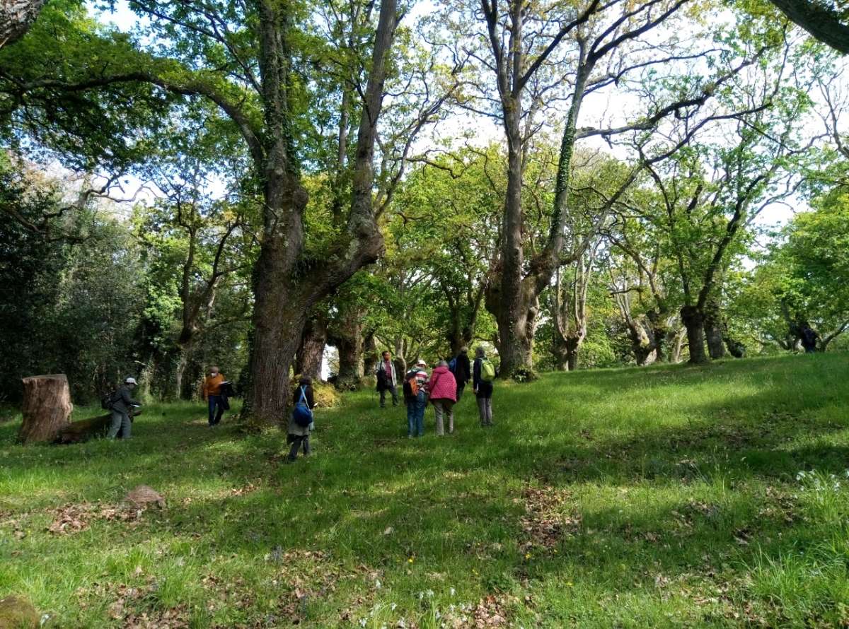 Bosques y árboles de Asturias