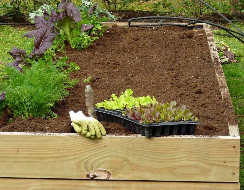 Jardinería: iniciación